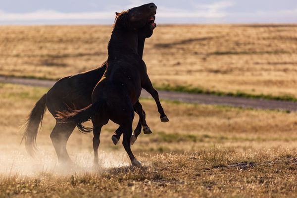 Two mustang stallions fighting for dominance thumbnail