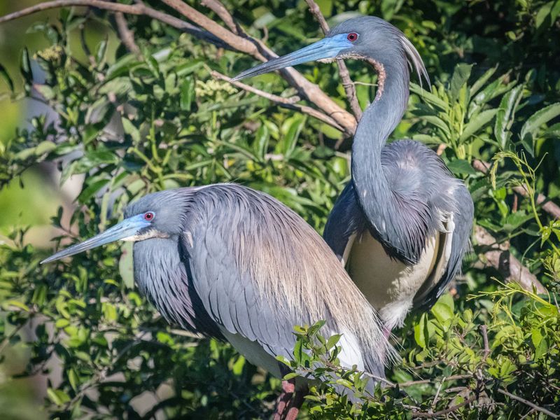 Tri-colored Herons | Smithsonian Photo Contest | Smithsonian Magazine