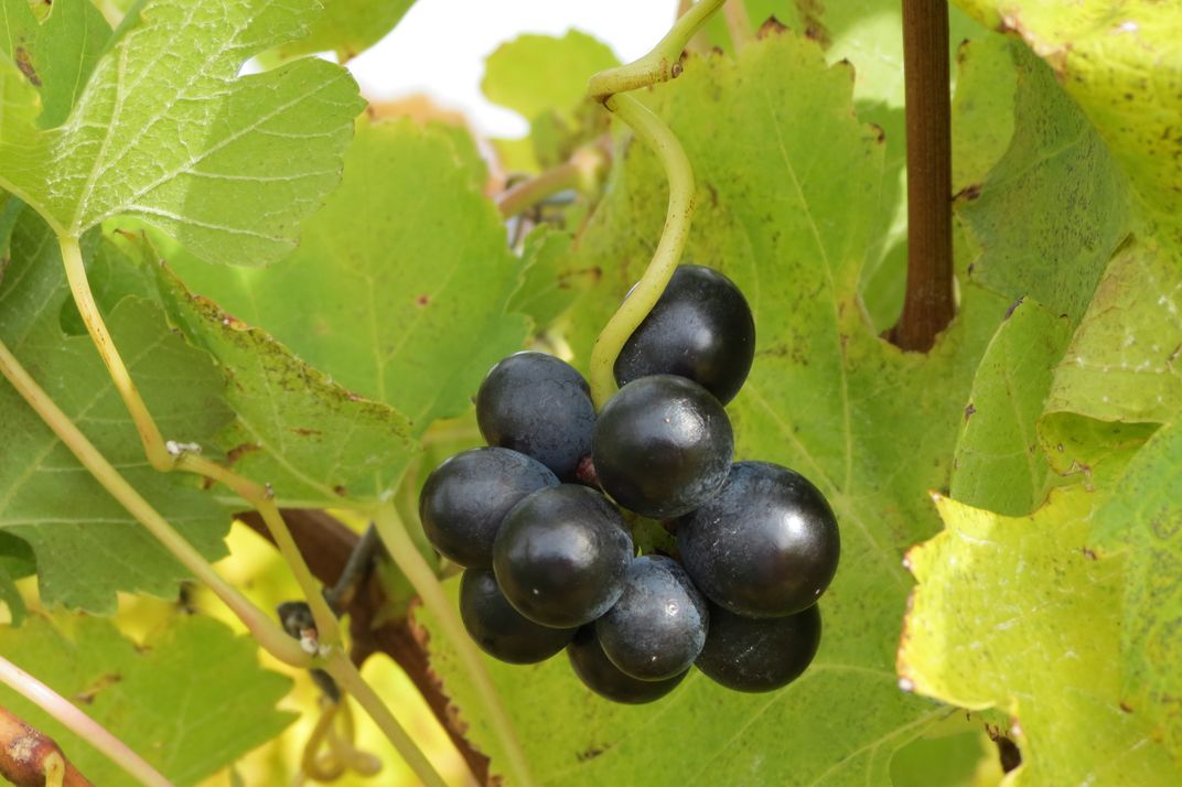 Grapes on the vine, Finger Lakes, NY Smithsonian Photo Contest