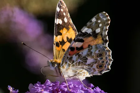 A painted lady perches on a flower.