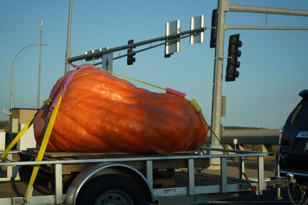 Pumpkin Prince leaves festival after losing contest. thumbnail