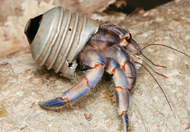 A hermit crab in profile, wearing what appears to be the metal bottom of a broken lightbulb as a shell.