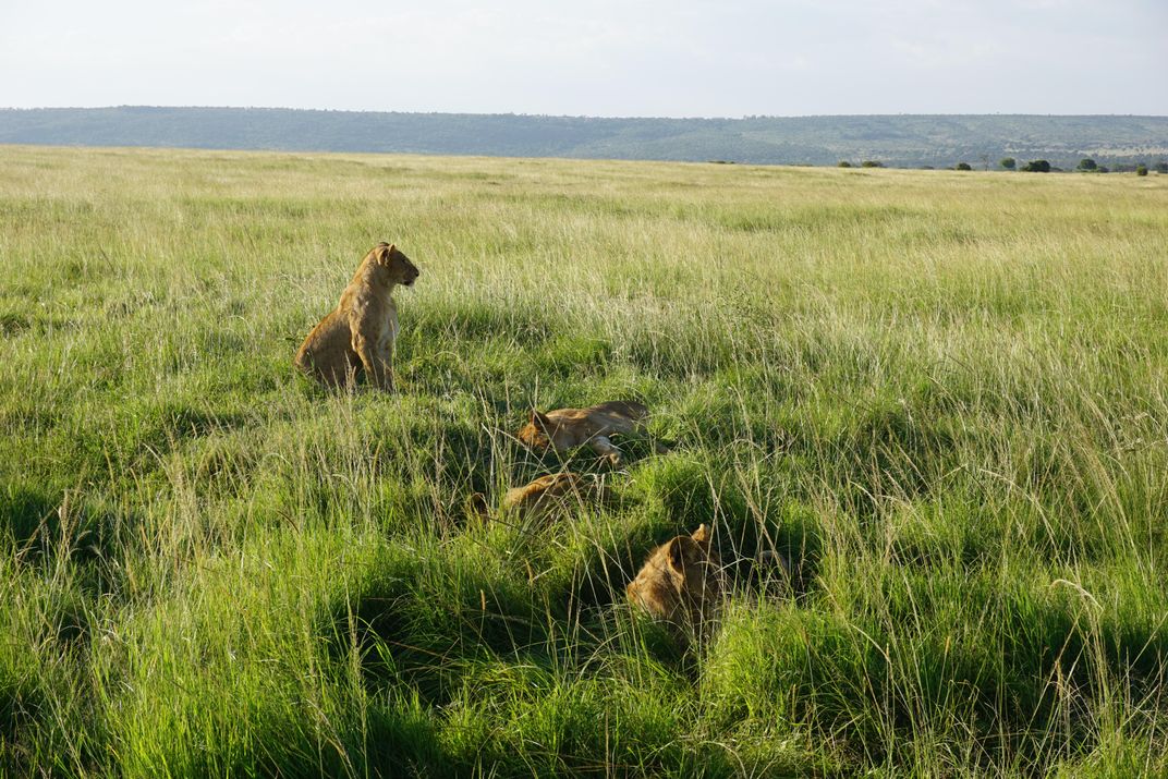 Female and adolescent male lions, Kenya