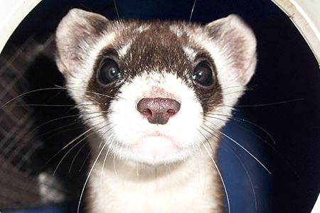 Smithsonian.com and the National Zoo have partnered to bring readers the opportunity to name one of the newest black-footed ferrets.