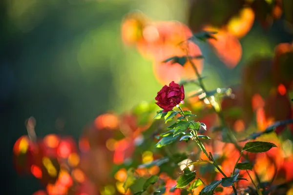 The last rose thumbnail