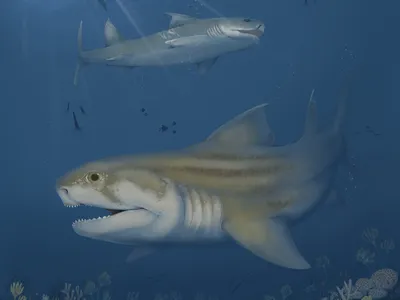 An artist&rsquo;s illustration of Glikmanius careforum swimming beneath&nbsp;Troglocladodus trimblei in ancient waters.