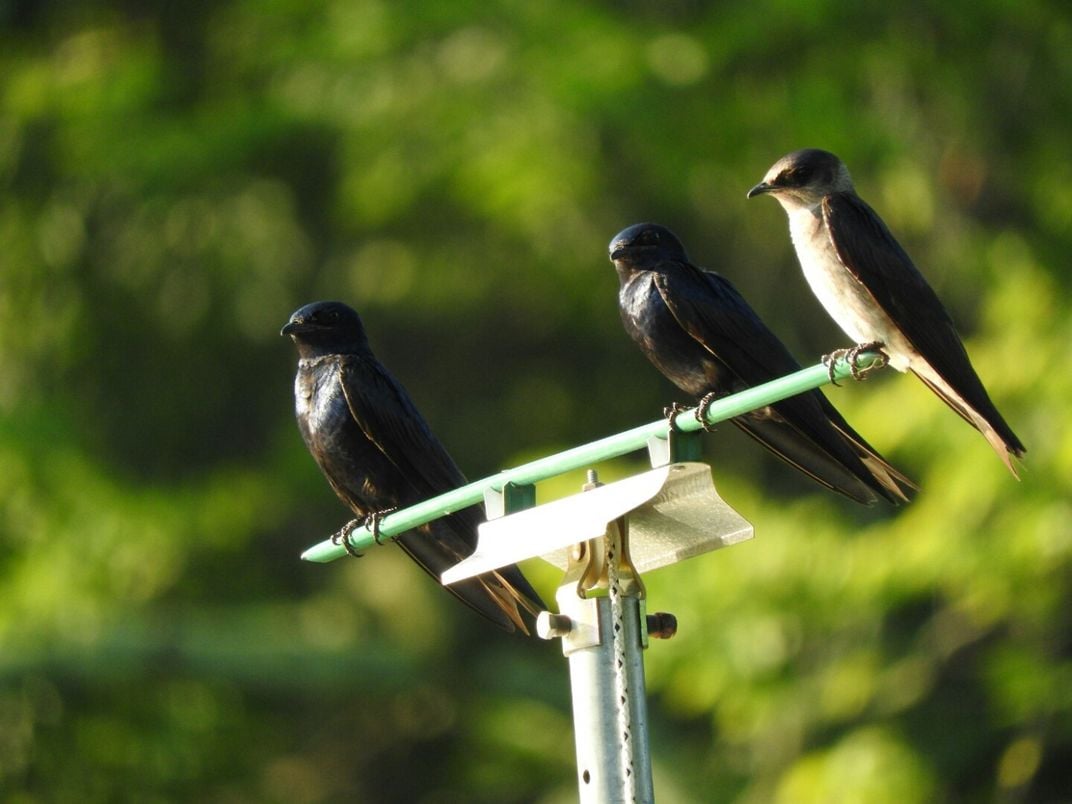 Three purple martin birds perched together.