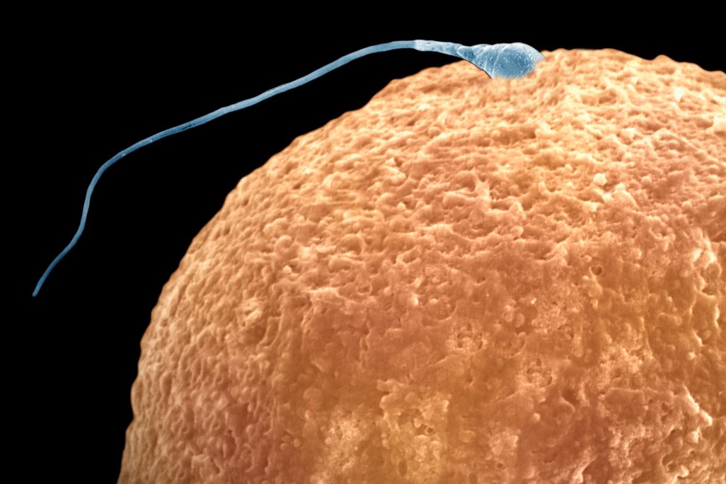 egg