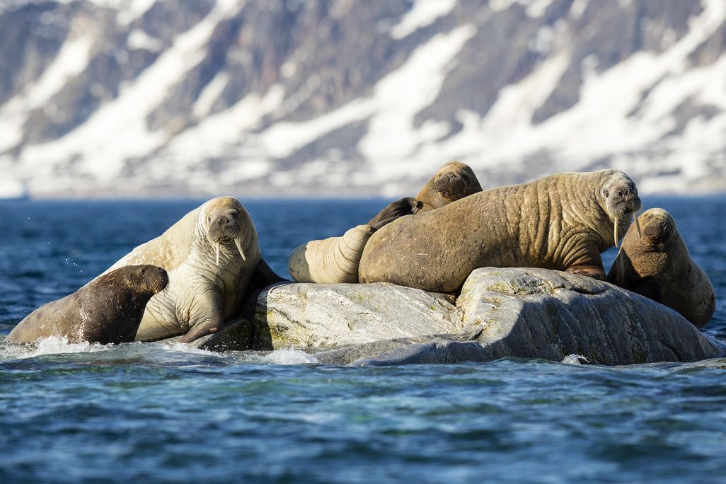 Six walruses on top of a rock peaking out of the ocean