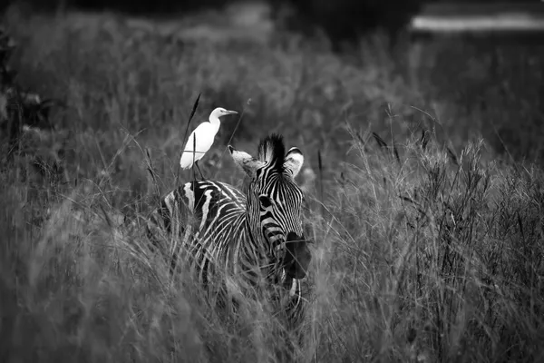 Silent Companions thumbnail