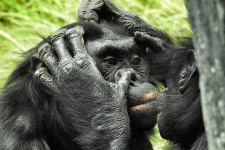 Before engaging in social behaviors like grooming, bonobos (pictured) employed a "hello" greeting during 90 percent of observed interactions and bid their peers farewell 92 percent  of the time.


