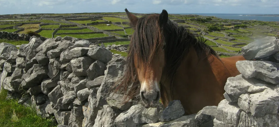  Typical landscape in Ireland. Credit: Ireland Tourism