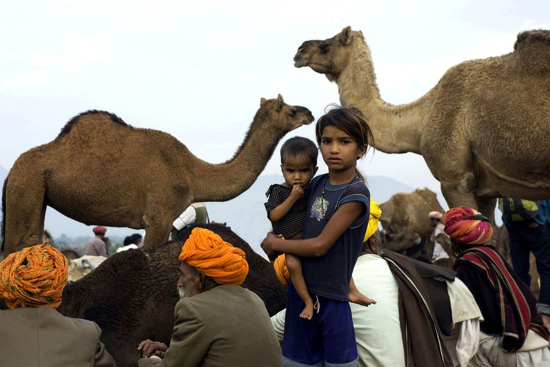 This image was clicked at pushkar fair in rajasthan in  is one of  the world's largest camel fairs, and apart from buying and selling of  livestock. | Smithsonian Photo Contest |