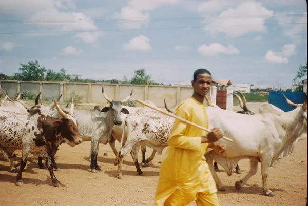 Ghana Herdsman thumbnail