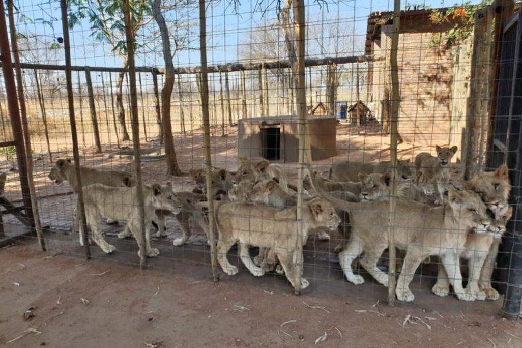 Many young lions stand in a crowded outdoor enclosure 