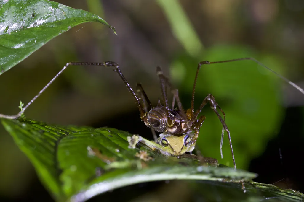 A daddy longlegs sitting atop a frog and eating it