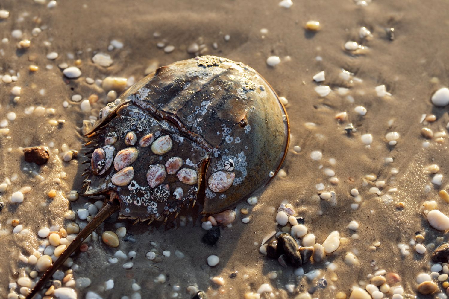 Alternatives That Spare Horseshoe Crab Blood Might Be Breaking Through