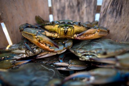 Blue crabs crawl inside a bushel on a boat off the coast of the Smith Island town of Tylerton, Maryland.