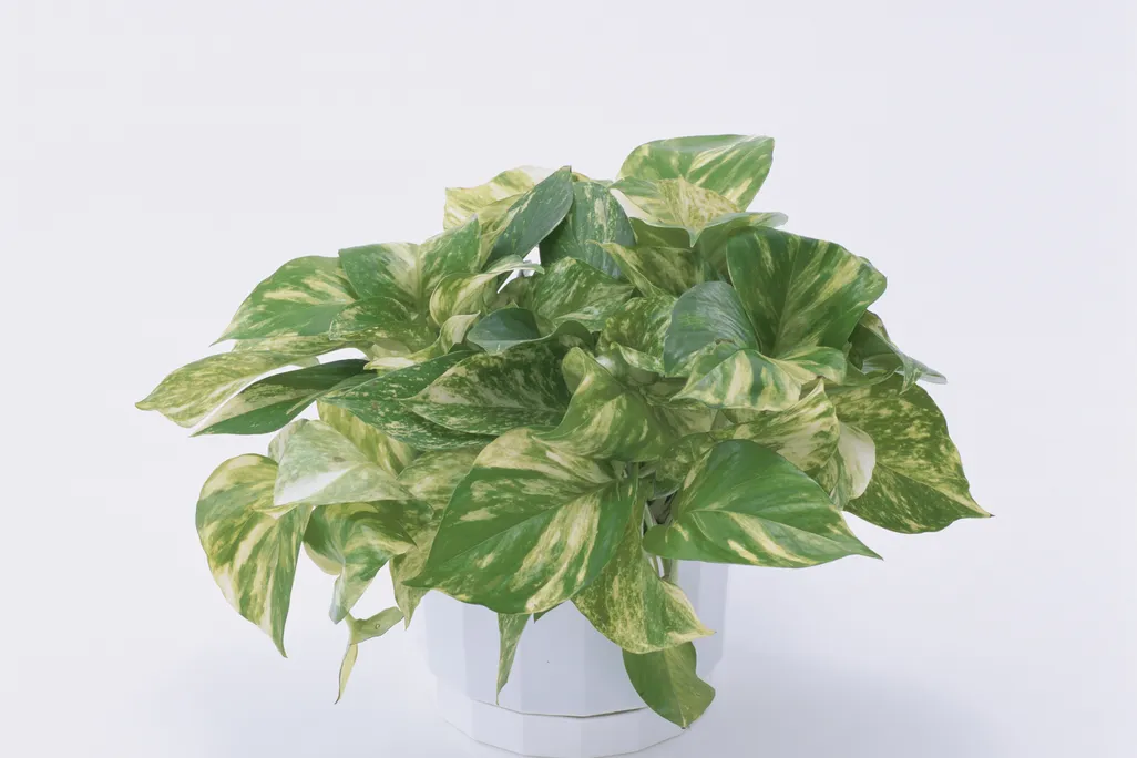 A green pothos plant is in a white vase
