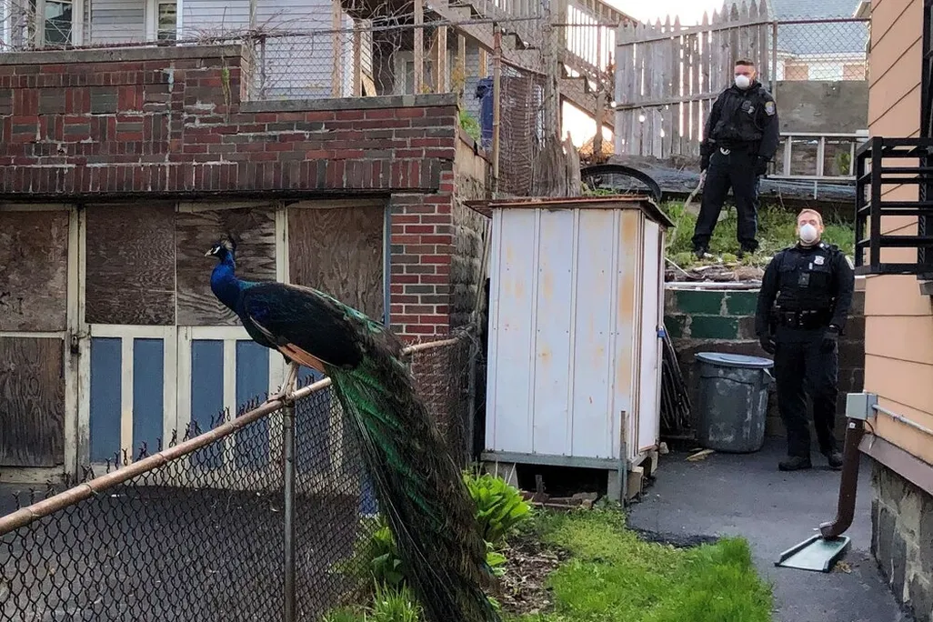Escaped peacock