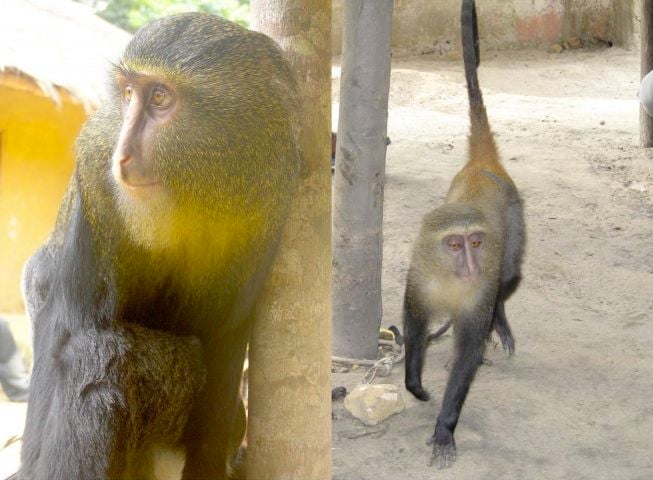 A male, left, and a female, right, of the new monkey species.