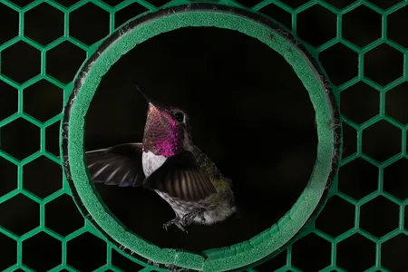 Hummingbirds&#39; unusual flying abilities have long fascinated scientists.