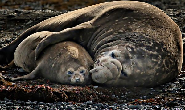 Loving couple of elephant seals thumbnail