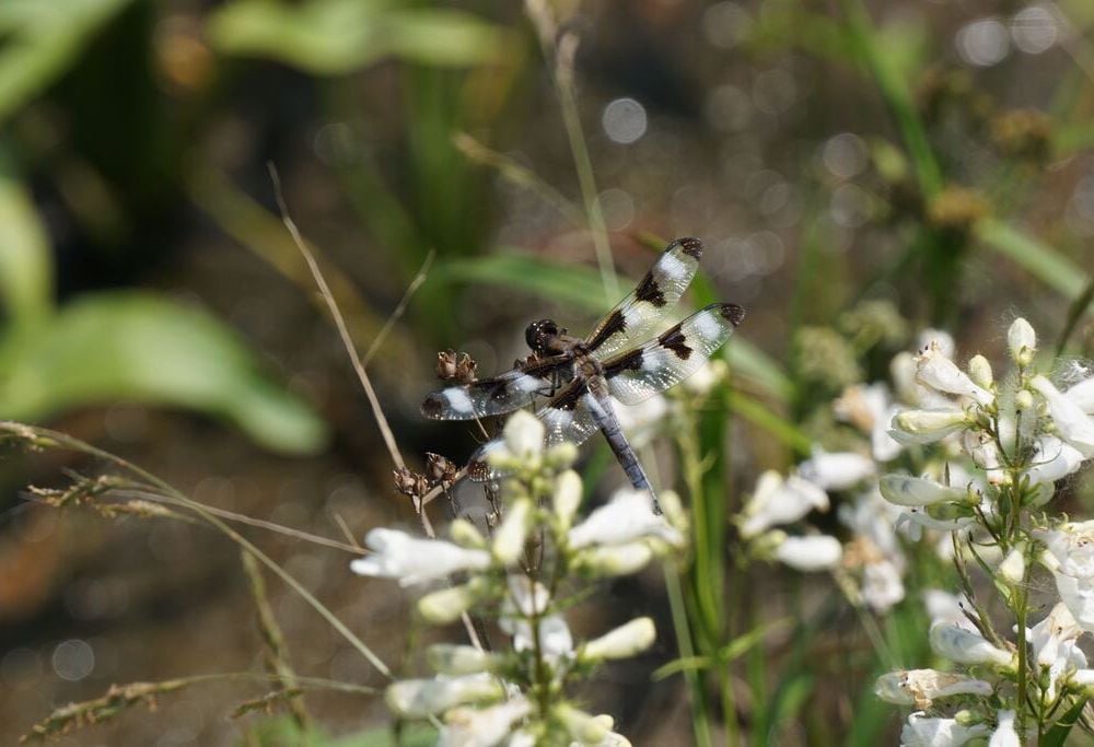 A twelve spotted skimmer resting on a cluster of flowers. The dragonfly has black and white spots along its wings and a bluish-grey body 