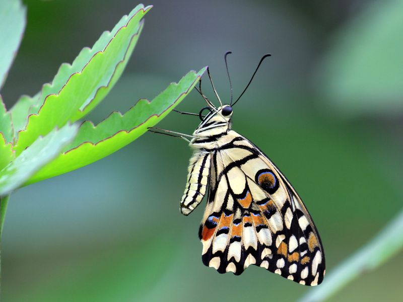 common lime butterfly Smithsonian Photo Contest Smithsonian Magazine