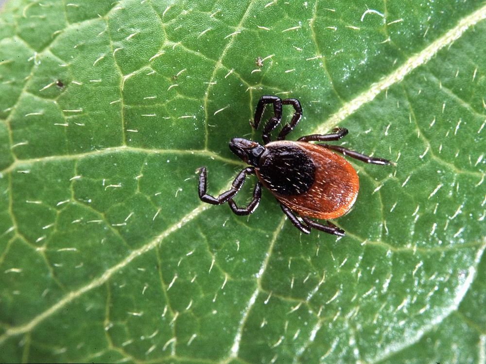 An image of a deer tick sitting on a green leaf.
