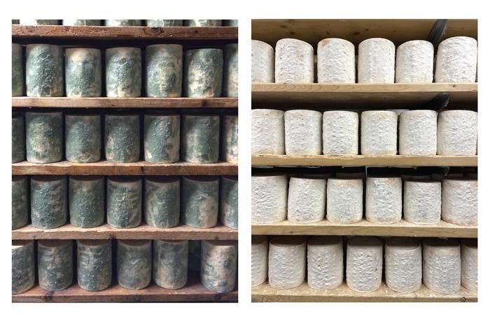 Study Reveals Fungi's Evolution in Blue Cheese After Proposal