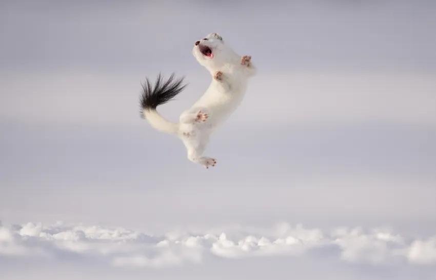 white stoat jumps with its mouth open in the snow