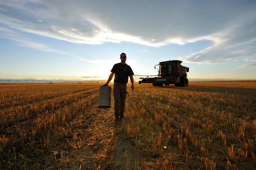 Wheat Farm