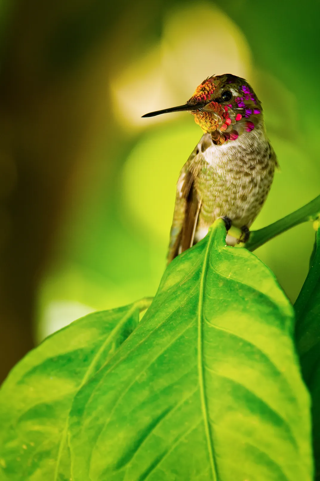 The many colors of the Hummingbird | Smithsonian Photo Contest ...