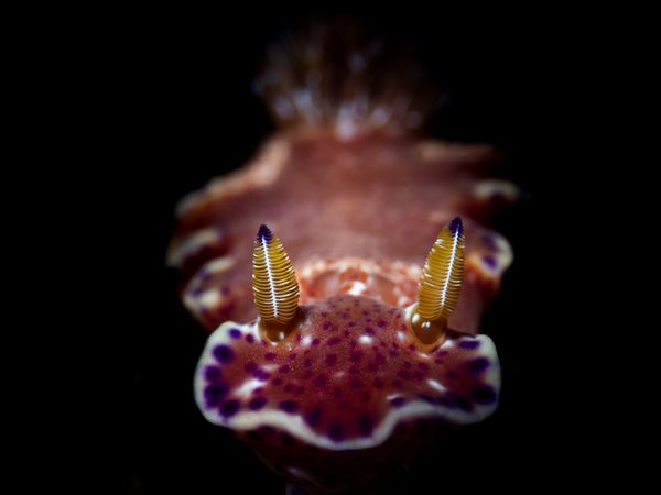 Kangaroo Nudibranch thumbnail