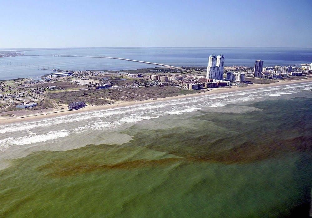 A ‘red tide’ bloom of Karenia brevis