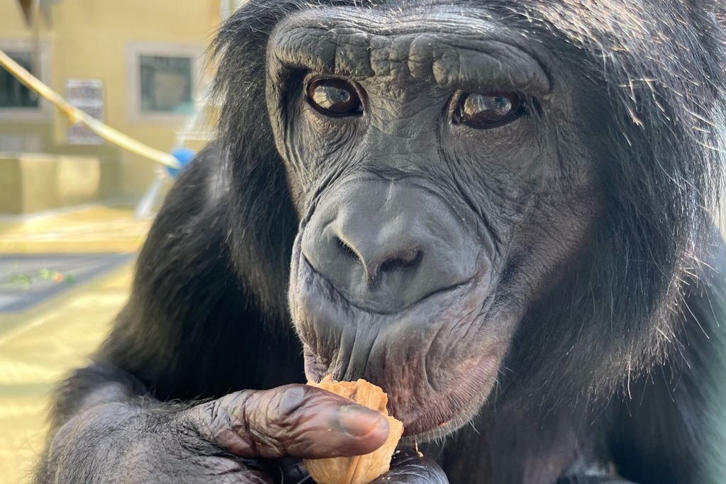 The bonobo Nyota at Ape Initiative.
