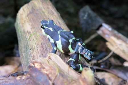 Released Limosa Harlequin frog with radio transmitter. Courtesy Blake Klocke