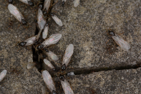 After a queen ant successfully mates with multiple males, she chews off her wings, returns to the ground and starts a new colony