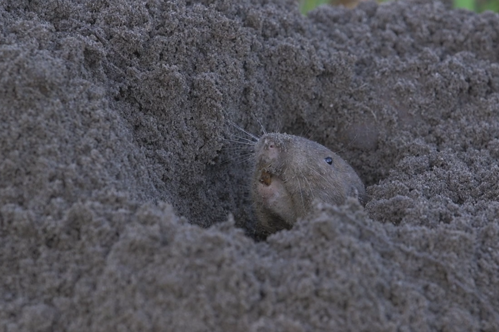 An image of a pocket gopher sticking its head out of a sandy burrow