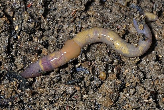Earthworms Could Make Climate Change Worse | Smart News| Smithsonian  Magazine