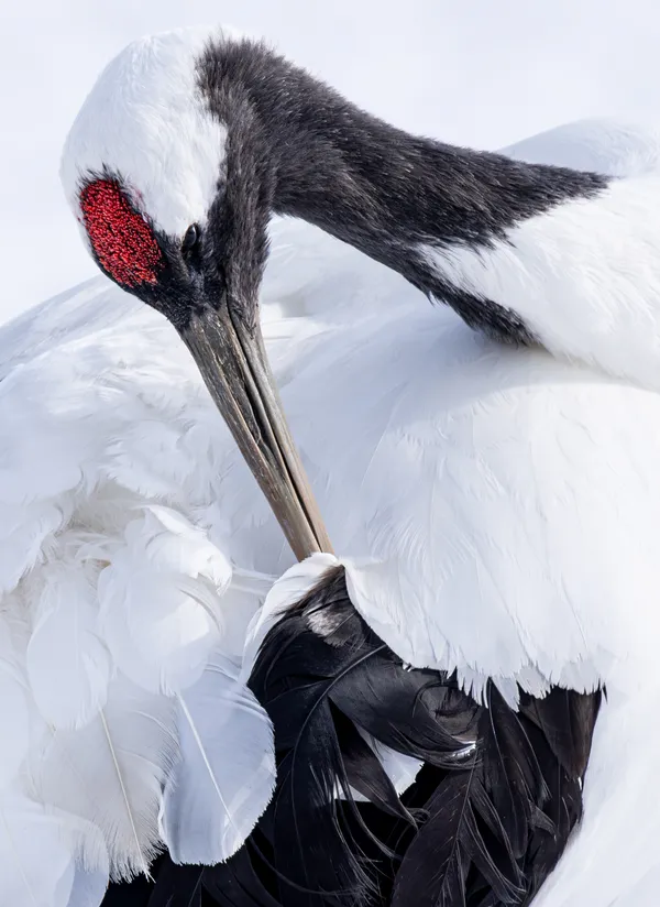 The Endangered Red-Crowned Crane thumbnail