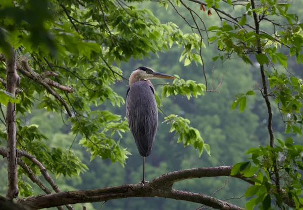 Heron in tree thumbnail