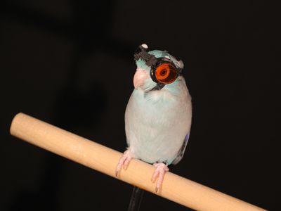 A parrotlet is outfitted with custom 3D-printed safety goggles made by Stanford engineers so the bird could fly through a laser grid. 