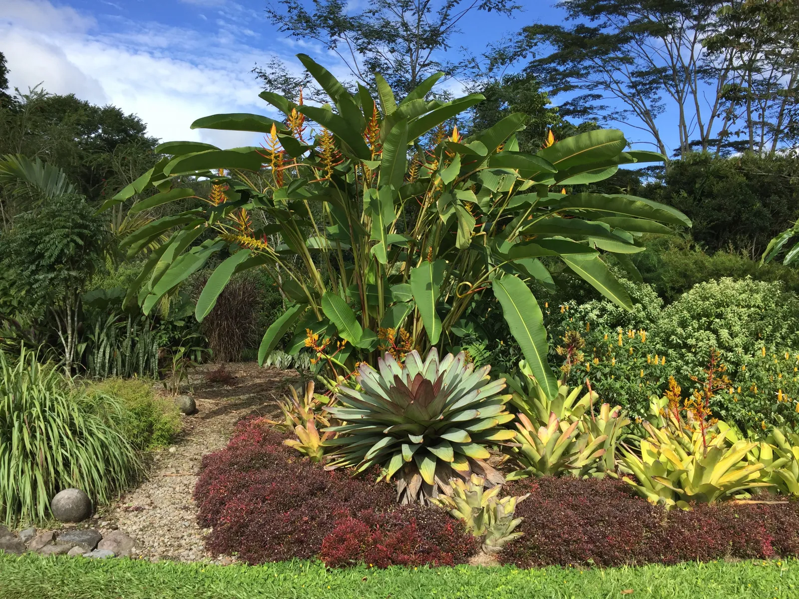 Nearly Half of the Colorful and Charismatic Heliconia Tropical Plant ...