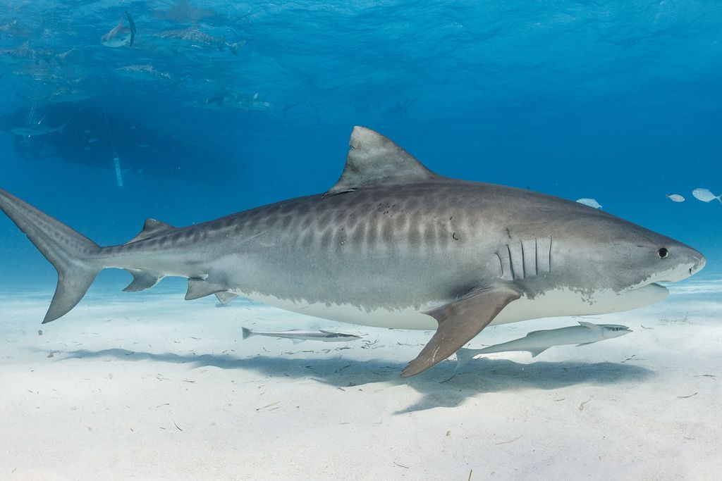 Tiger Shark in Bahamas