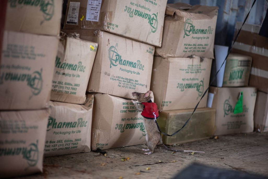 Rat wearing a red vest standing on hind legs sniffing a stack of boxes