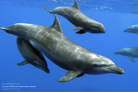 A bottlenose dolphin swims with her biological daughter and her adopted melon-headed whale calf.
