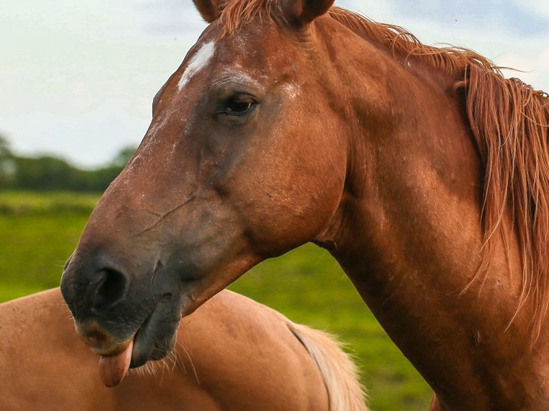 Horse Tongue Anatomy