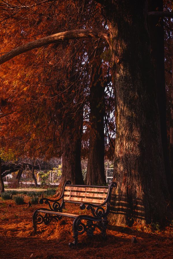 A Lonely Bench And Reflected Ray Of Sunset In Autumn Evening thumbnail